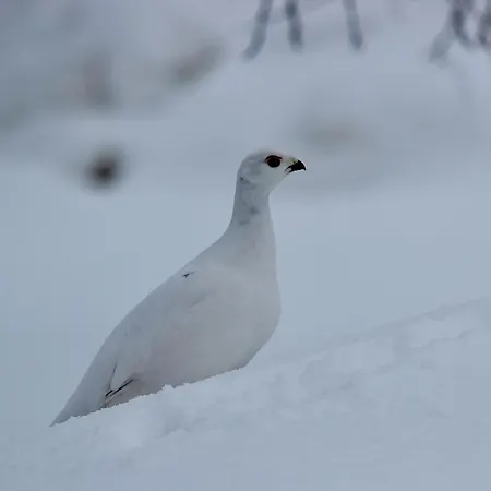 Lägenhet Siulanlumo
