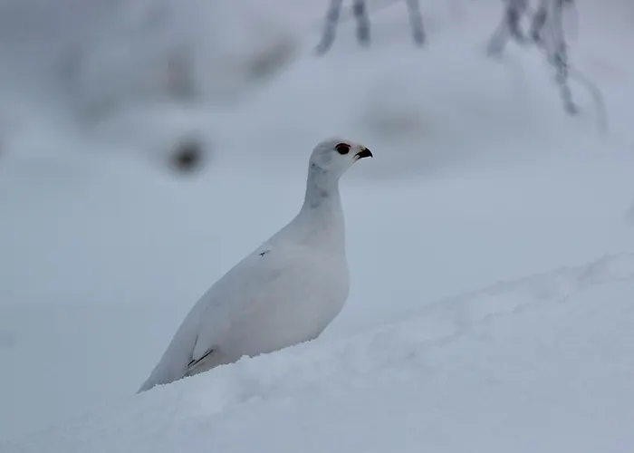 Appartement Siulanlumo