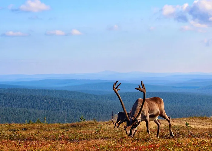 Siulanlumo Saariselkä